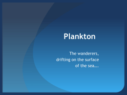 Plankton bloom
