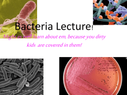 Bacteria Lecture! - Mayfield City Schools