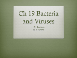 CH 19 Viruses and Bacteria