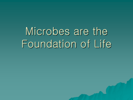 Microbes are the Foundation of Life
