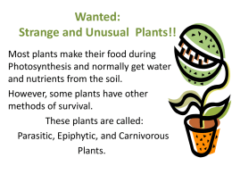 "Most Wanted" Plants Poster PPT