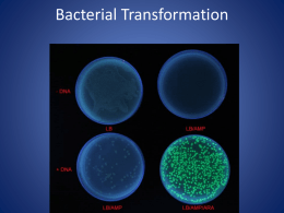 Bacterial Transformation - Mercer Island School District