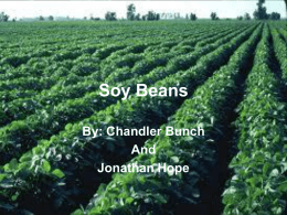 Soy Beans - Barren County Schools