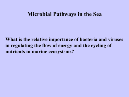 marine ecology-final 2009 Lecture 8