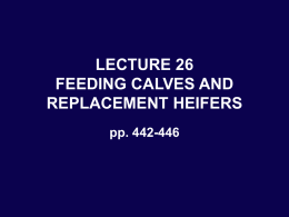 LECTURE 26 (Dairy calf and heifer nutrition)x