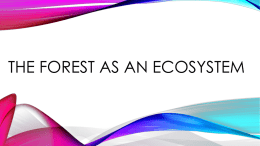 The forest as an ecosystem