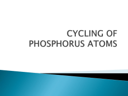 8. CYCLING OF PHOSPHORUS ATOMS