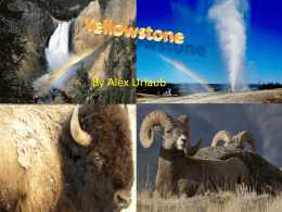 Yellowstone AU