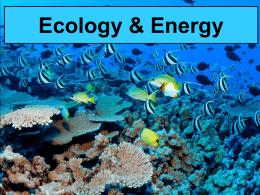 Ecosystems & Energy