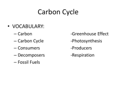 Carbon Cycle Vocabulary