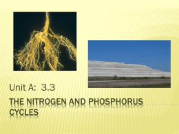 The Nitrogen and phosphorus cycles