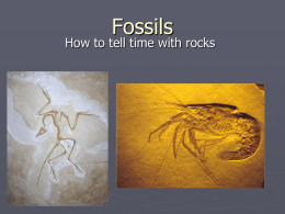 Fossils - Effingham County Schools