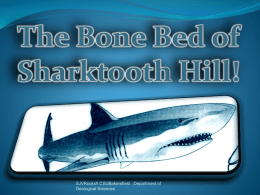 The Bone Bed of Shark Tooth Hill?