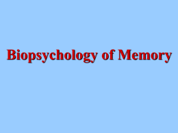 Biopsychology of Memory