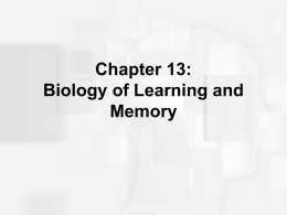 Learning, Memory, Amnesia, and Brain