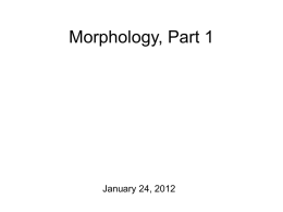 5-Morphology