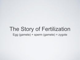 The Story of Fertilization