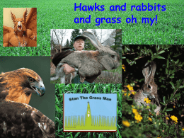 hawk rabbit grass
