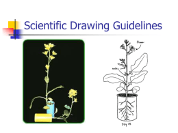 Scientific Drawing Guidelines
