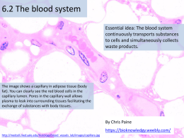 6.2 Blood Systemx
