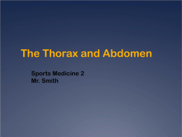 Chapter 26: The Thorax and Abdomen