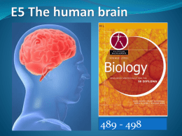 E5 - The human brain - IBDPBiology-Dnl