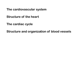 Cardiovascular System . ppt - Telco House Bed & Breakfast