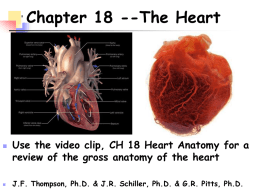 Chapter 18 The Cardiovascular System