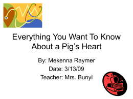 Everything You Want To Know About a Pig’s Heart