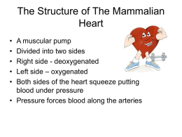 The Structure of The Mammalian Heart