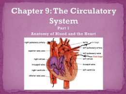 Chapter 9: The Circulatory System