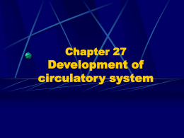Chapter 27 Development of circulatory system