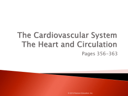 Ch 11 Heart Anatomy and Circulation