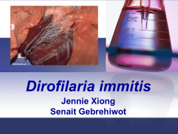 Dirofilaria immitis - Winona State University