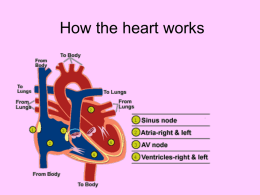 How the heart works - Appoquinimink High School