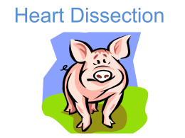 Heart Dissection PowerPoint