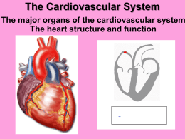 The Cardiovascular System CP