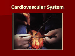 Cardiovascular System - Belle Vernon Area School District