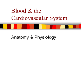 Blood & the Cardiovascular System