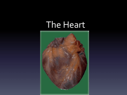 Heart Lecture