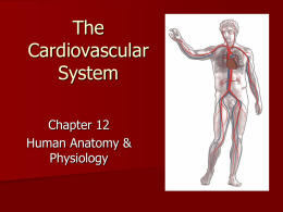 I. Overview of the Cardiovascular System