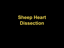 Sheep Heart Dissection - Ms. Lee`s Classes @ JICHS