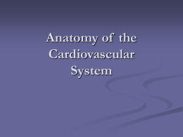 Anatomy of the Cardiovascular System The Heart