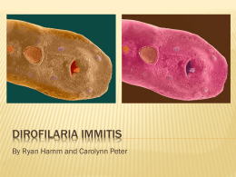 Dirofilaria immitis