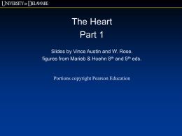 Cardiovascular System: The Heart A
