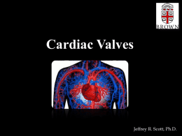 Cardiac Valves - 02-28