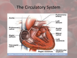 circulatory system2012-