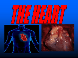 Parts of The Heart