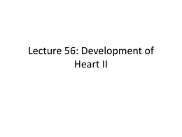 Lecture 56: Development of Heart II