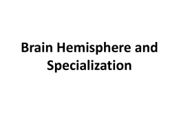 Brain Hemispheresx
